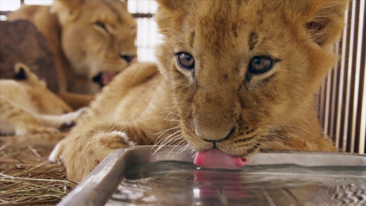 Lion Ark Trailer
