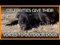 Celebrities Help These 'Outdoor Dogs' Guilt-Trip Their Neglectful Owners