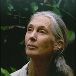Photo: Jane Goodall